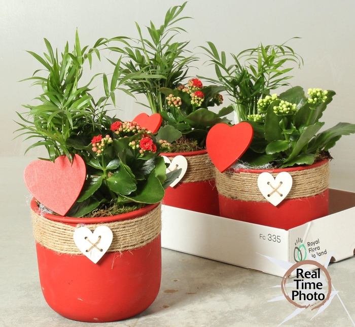 <h4>ARR KAMERPL</h4>