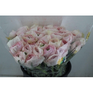 Ran Cloni Sup Favola