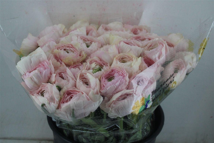 <h4>Ran Cloni Sup Favola</h4>