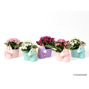 KALANCHOE BLOSSF p6 E 4561