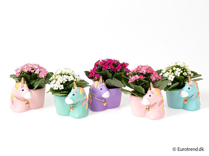 <h4>KALANCHOE BLOSSF p6 E 4561</h4>