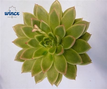 Echeveria Agavoides Cutflower Wincx-12cm