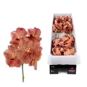 Vanda  'Sunanda Leopard Tangerine'