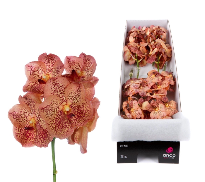<h4>Vanda  'Sunanda Leopard Tangerine'</h4>