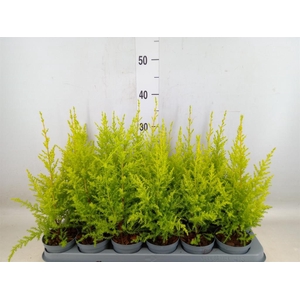 Cupressus macro. 'Goldcrest'