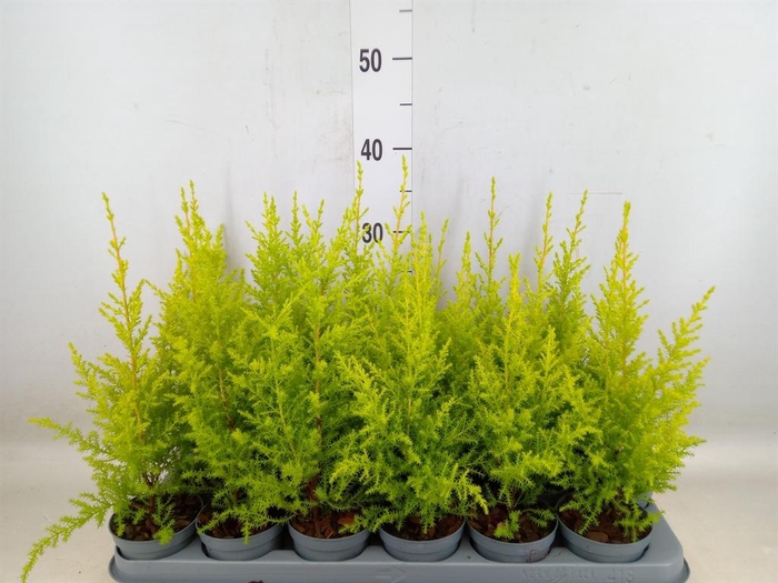 <h4>Cupressus macro. 'Goldcrest'</h4>