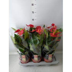 Anthurium andr. 'Tremendo'
