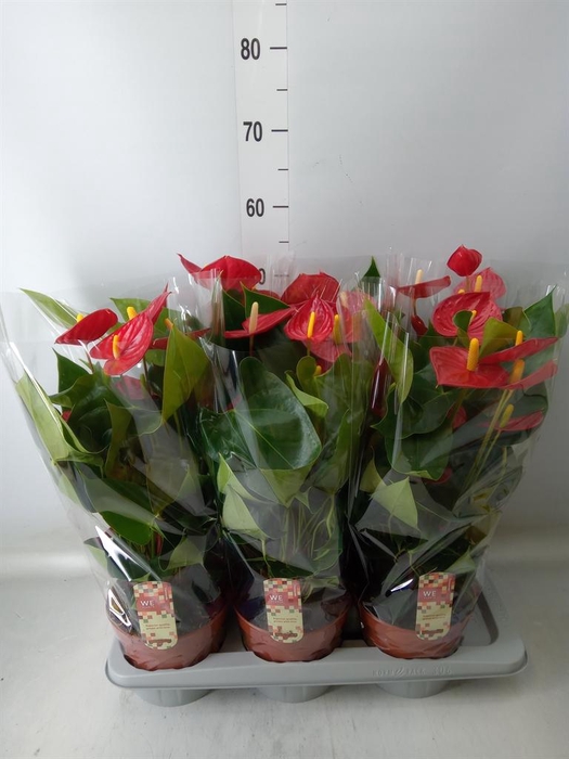 <h4>Anthurium andr. 'Tremendo'</h4>