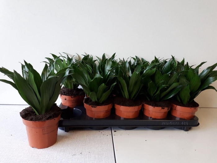 <h4>Dracaena frag. Compacta</h4>