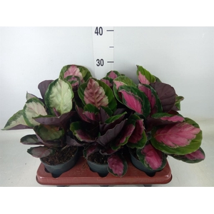 Calathea roseopicta 'Rosy'