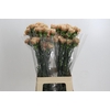 Dianthus St Honey
