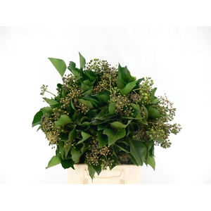 Hedera Pak