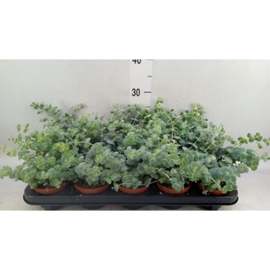 Sedum sieboldii 'Mediovariegatum'