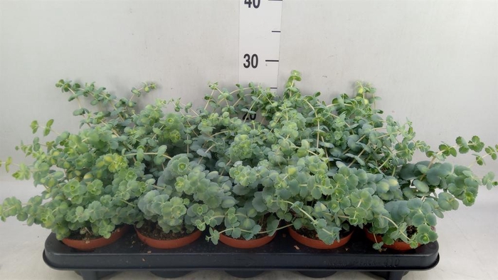 <h4>Sedum sieboldii 'Mediovariegatum'</h4>