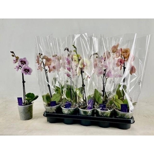 PHAL GEM