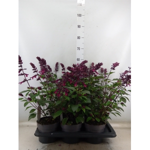 Salvia   ...