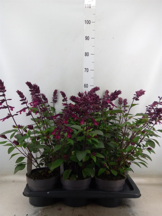 <h4>Salvia   ...</h4>