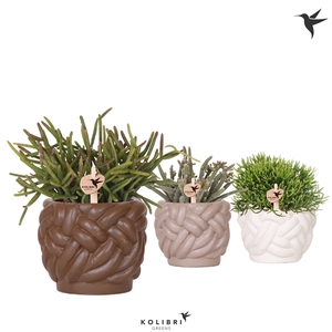 Kolibri Greens Rhipsalis mix in Rope pot mix