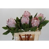 Protea Cynaroides
