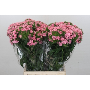 Dianthus Br Pink Prinsess