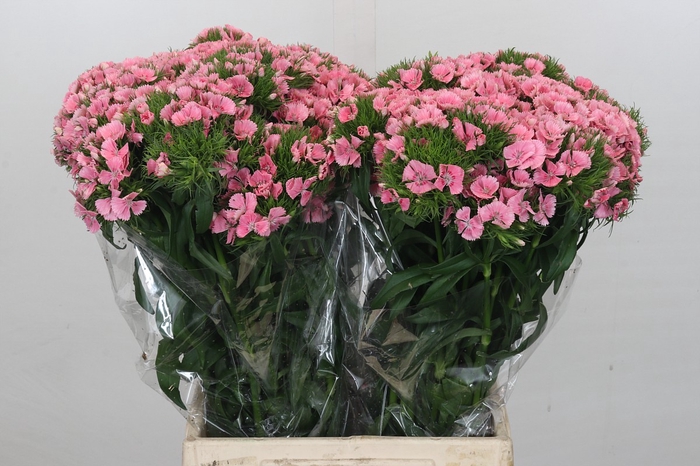 <h4>Dianthus Br Pink Prinsess</h4>