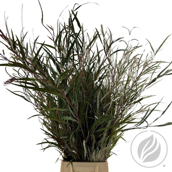 <h4>Grevillea Naturel</h4>