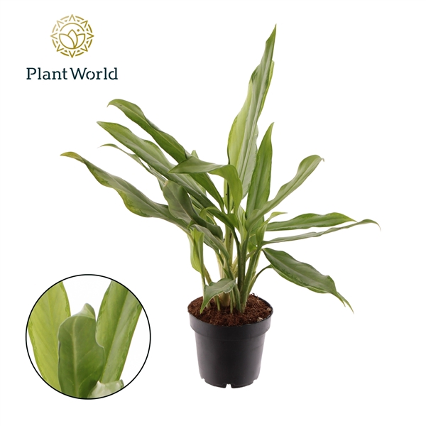 <h4>Aglaonema White Lance</h4>