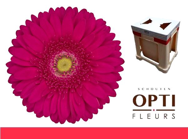 <h4>Gerbera Riley Water</h4>