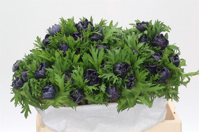 <h4>Anem Levante Blue</h4>