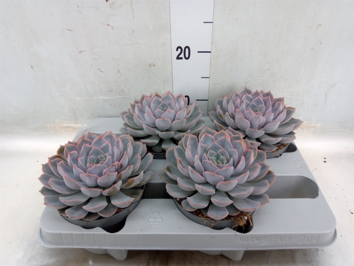 <h4>Echeveria  'Orion'</h4>
