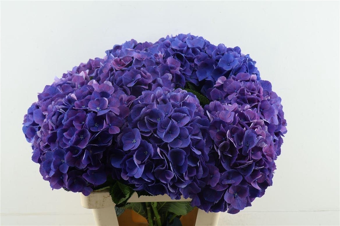 <h4>Hydr M Roy Opera 65-21</h4>