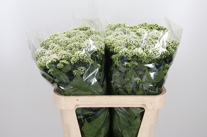 <h4>Eupatorium Ru Braulaub</h4>