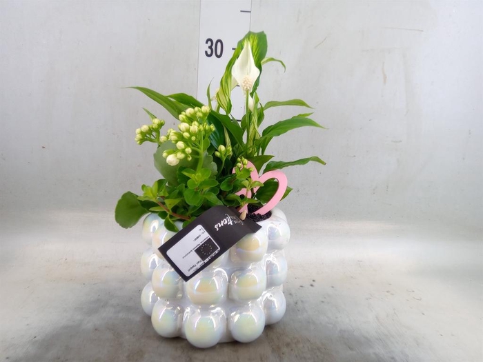 <h4>Arr.   Kamerplant Bloei H%</h4>