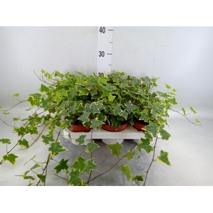 Hedera helix 'Goldchild'