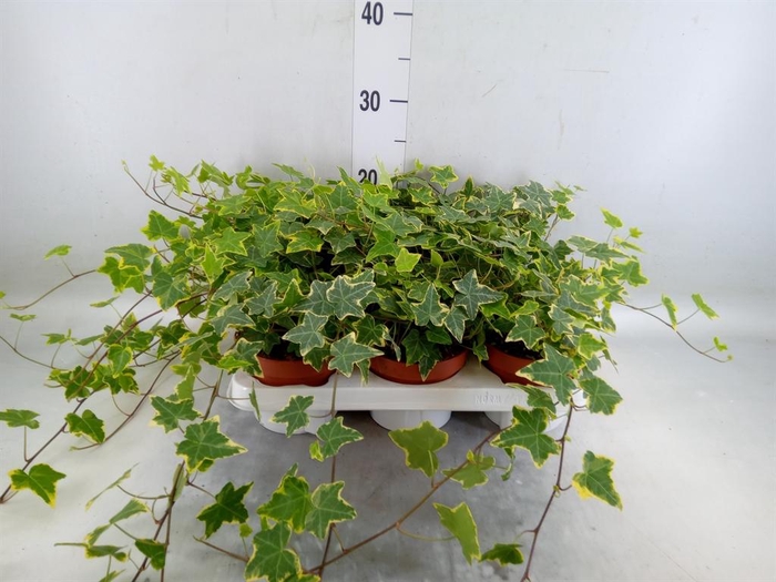 <h4>Hedera helix 'Goldchild'</h4>