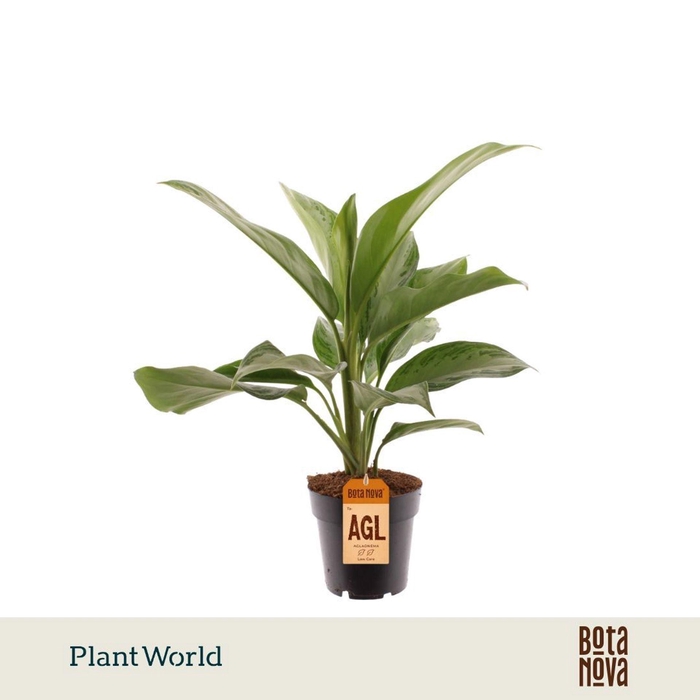 <h4>Aglaonema Silver Queen</h4>