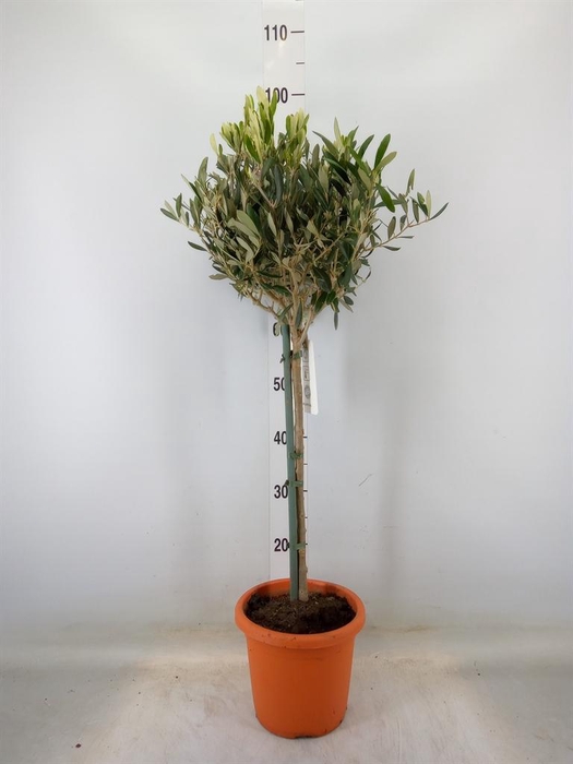 <h4>Olea europaea</h4>