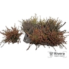 CALLUNA GA G PASTEL MIX P10
