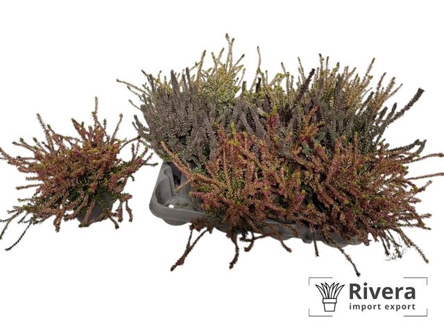 CALLUNA GA G PASTEL MIX P10