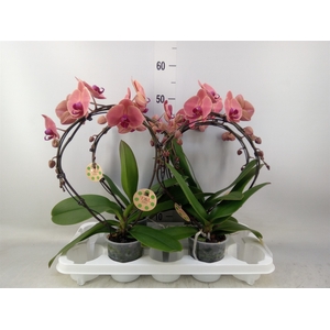 Phalaenopsis   ...