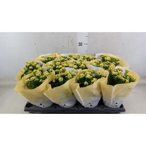 Kalanchoe   ...