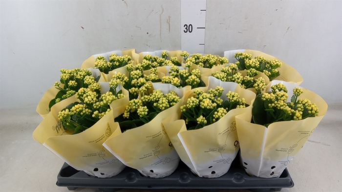 <h4>Kalanchoe   ...</h4>