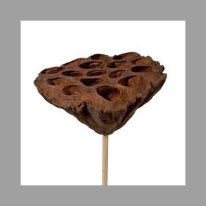 Bijsteker 50cm Lotus d7-10cm