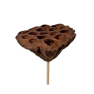 Promo 50cm Lotus d7-10cm