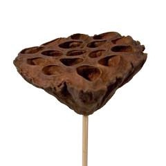 <h4>Bijsteker 50cm Lotus d7-10cm</h4>