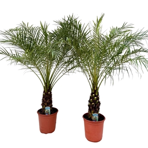 Phoenix roebelenii