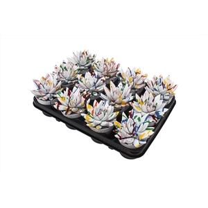 Echeveria coloured Splash white