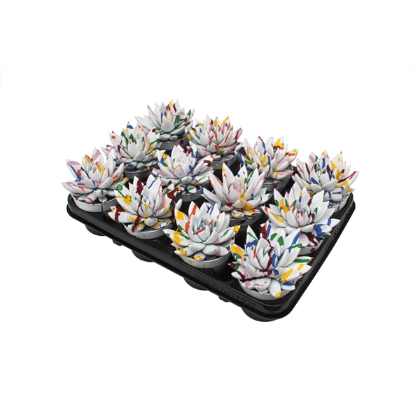 <h4>Echeveria coloured Splash white</h4>