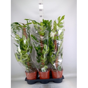 Monstera delic. 'Piccolo'