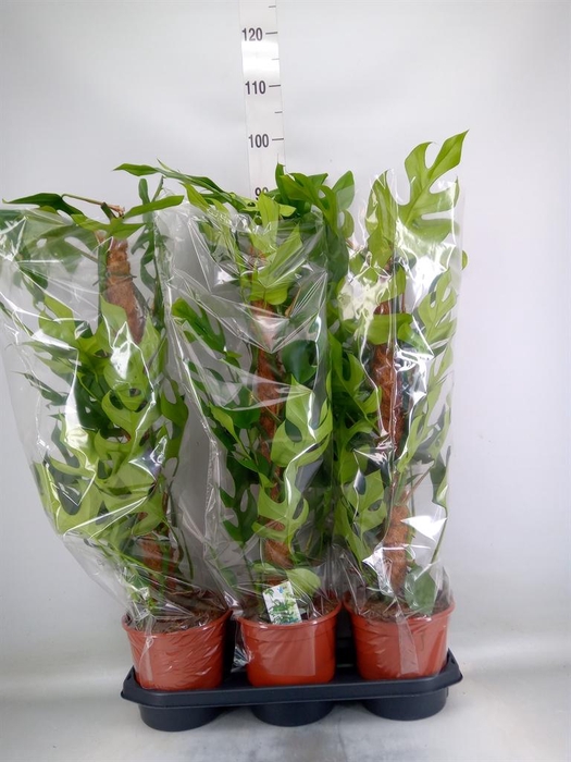 <h4>Monstera delic. 'Piccolo'</h4>